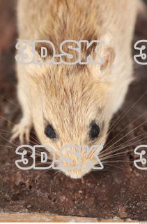 Mouse-Mus musculus 0021